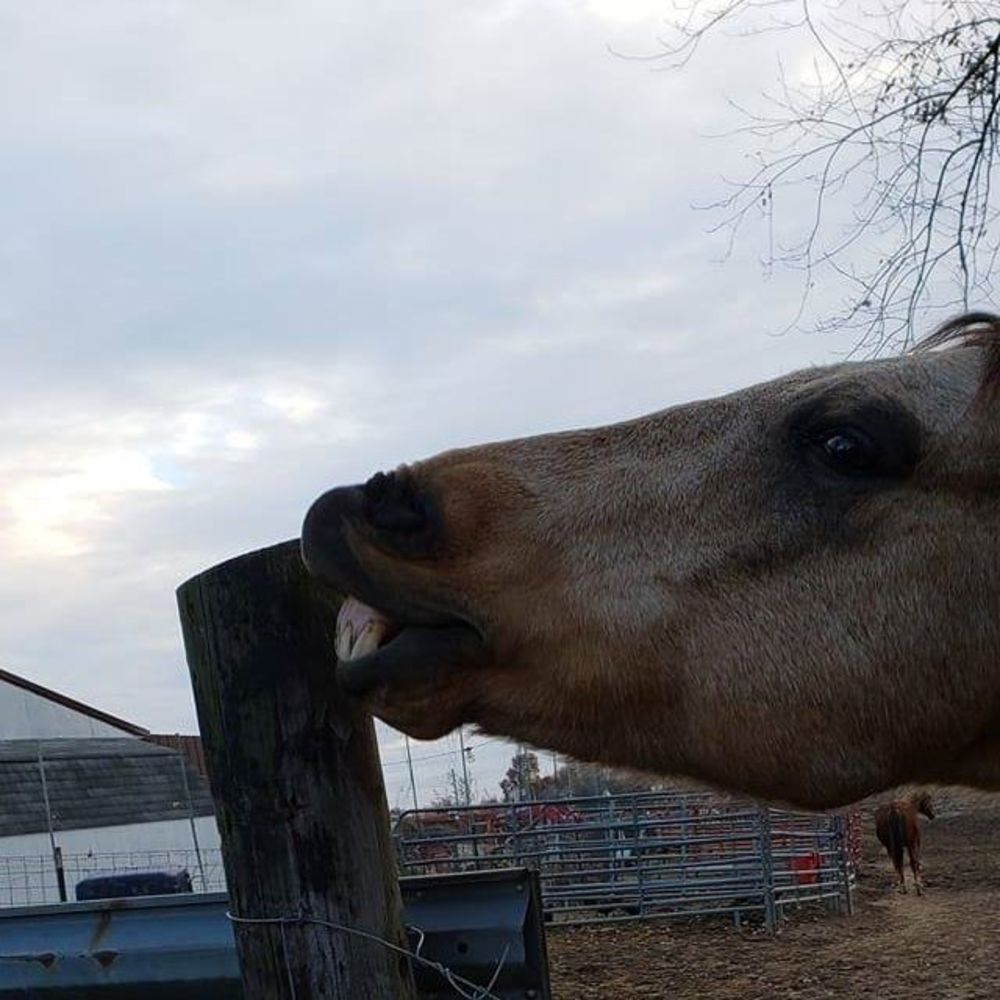 Meet your Posher, Rylee